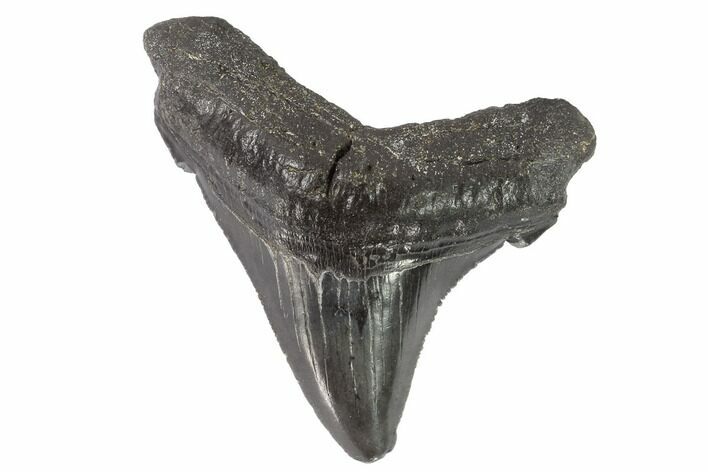 Serrated, Angustidens Tooth - Megalodon Ancestor #91137
